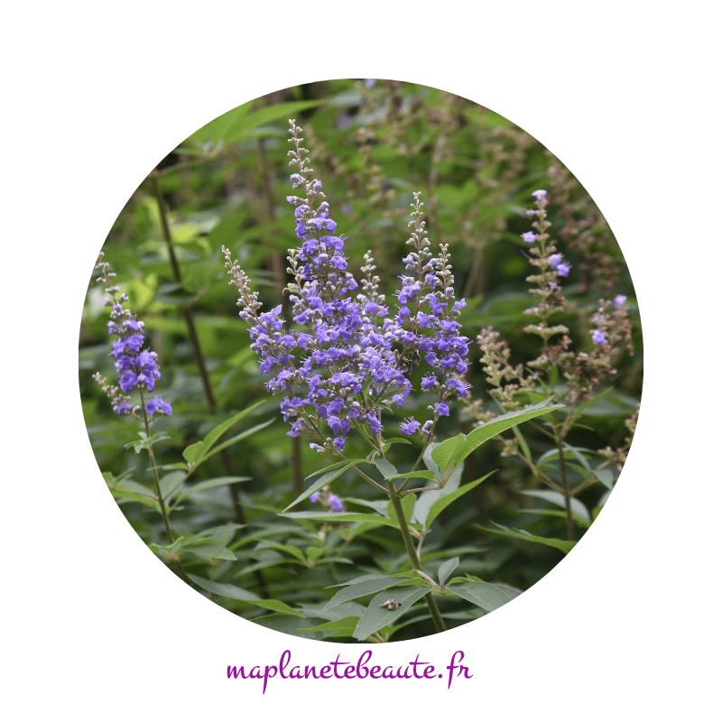 Gattilier Bio - MA PLANETE BEAUTE